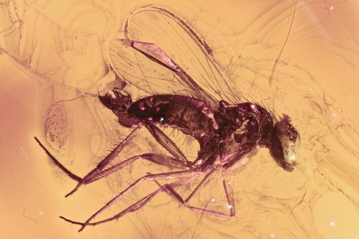 Detailed Fossil Fly and Parasitic Wasp in Baltic Amber #307855